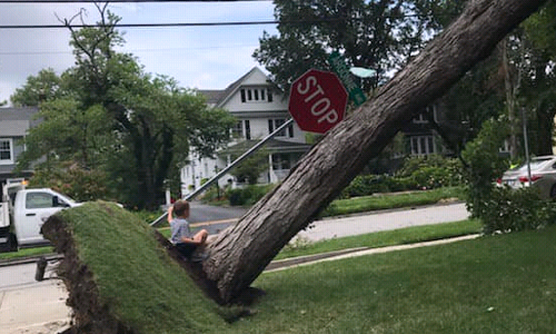 A tree that has been uprooted from the earth and is now leaning at a 45 degree angle, along with a stop sign that was on the surrounding grass