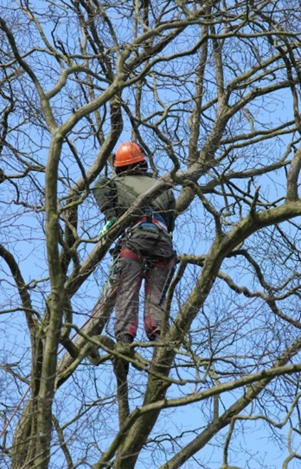 Worker trimming tree
