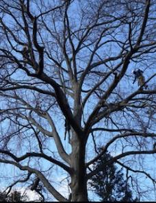 tree climbers in dormant tree